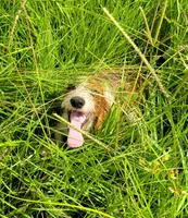 Oakley, a male Yorkshire Terrier and Miniature Dachshund for sale in Miami, FL – 1 of 8