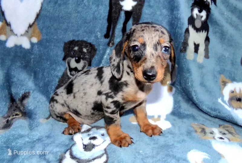 Pastel – Miniature Dachshund puppy for sale in Miami, FL