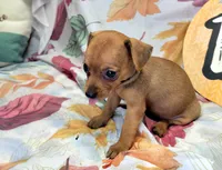 Lily, a female Miniature Pinscher for sale in Miami, FL – 7 of 8