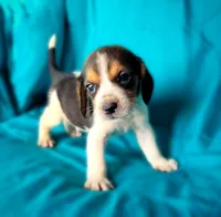 Thor, a male Beagle for sale in Miami, FL – 7 of 10