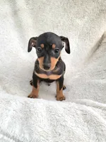 Meetu , a male Miniature Pinscher for sale in Miami, FL – 6 of 7