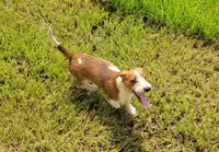 Oakley, a male Yorkshire Terrier and Miniature Dachshund for sale in Miami, FL – 7 of 8
