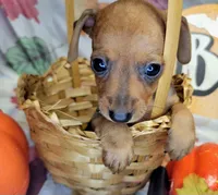 Jason, a male Miniature Pinscher for sale in Miami, FL – 7 of 8