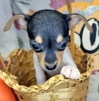 Victoria, a female Rat Terrier for sale in Miami, FL – 5 of 5
