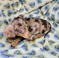 Wabbles, a female Miniature Dachshund for sale in Miami, FL – 2 of 10