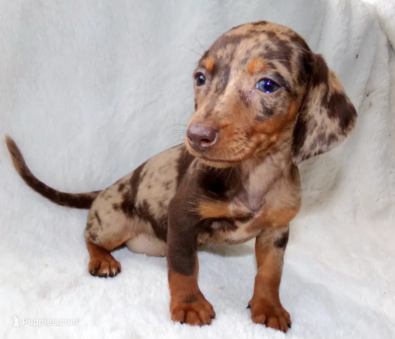 Cafecito  – Miniature Dachshund puppy for sale in Miami, FL
