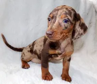 Cafecito , a female Miniature Dachshund for sale in Miami, FL – 1 of 4