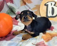 Rose, a female Miniature Pinscher for sale in Miami, FL – 1 of 5
