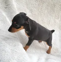 Meetu , a male Miniature Pinscher for sale in Miami, FL – 4 of 7