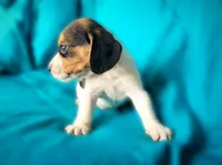 Thor, a male Beagle for sale in Miami, FL – 6 of 10