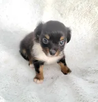 Long-haired Bullseye , a male Chihuahua for sale in Miami, FL – 3 of 8