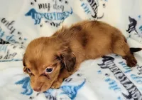 Rapunzel , a female Yorkshire Terrier and Miniature Dachshund for sale in Miami, FL – 3 of 4