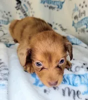 Rapunzel , a female Yorkshire Terrier and Miniature Dachshund for sale in Miami, FL – 4 of 4