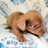 Rapunzel , a female Yorkshire Terrier and Miniature Dachshund for sale in Miami, FL – 2 of 4