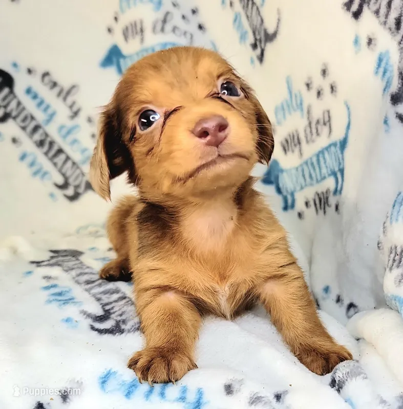 Rapunzel , a female Yorkshire Terrier and Miniature Dachshund for sale in Miami, FL – 1 of 4