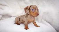 Coffee , a female Miniature Dachshund for sale in Miami, FL – 2 of 4