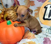 Jason, a male Miniature Pinscher for sale in Miami, FL – 6 of 8