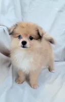 Cream soda , a female Pomeranian for sale in Miami, FL – 3 of 6
