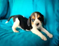 Thor, a male Beagle for sale in Miami, FL – 4 of 10