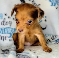 Red, a female Yorkshire Terrier and Miniature Dachshund for sale in Miami, FL – 3 of 5