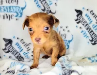 Red, a female Yorkshire Terrier and Miniature Dachshund for sale in Miami, FL – 5 of 5