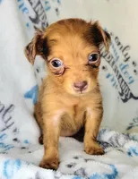 Red, a female Yorkshire Terrier and Miniature Dachshund for sale in Miami, FL – 2 of 5