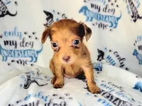 Red, a female Yorkshire Terrier and Miniature Dachshund for sale in Miami, FL – 4 of 5