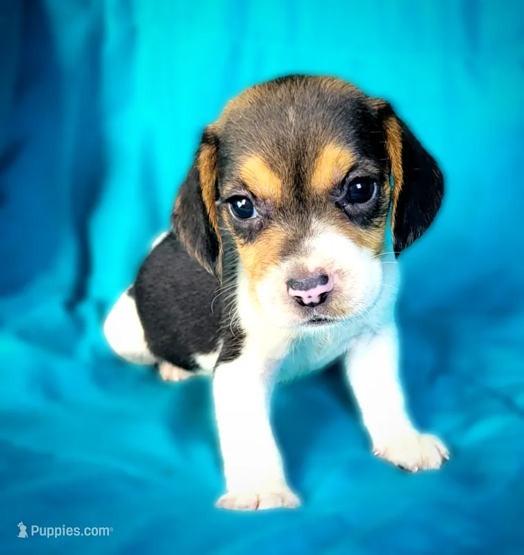 Flower – Beagle puppy for sale in Miami, FL