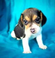 Flower, a female Beagle for sale in Miami, FL – 1 of 3