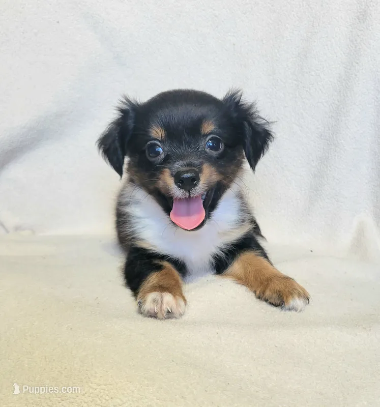Long-haired Bullseye  – Chihuahua puppy for sale in Miami, FL