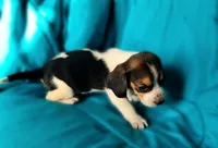 Thor, a male Beagle for sale in Miami, FL – 8 of 10