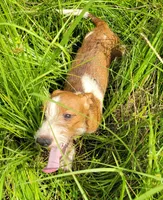 Oakley, a male Yorkshire Terrier and Miniature Dachshund for sale in Miami, FL – 4 of 8