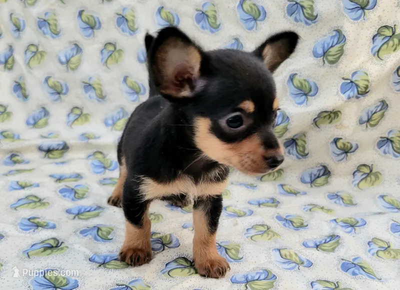 Gus – Chiweenie puppy for sale in Miami, FL