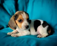 Pete, a male Beagle for sale in Miami, FL – 10 of 10
