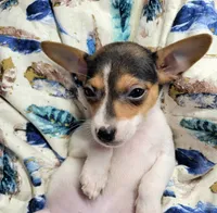 Gladys, a female Rat Terrier for sale in Miami, FL – 6 of 7