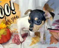 Victoria, a female Rat Terrier for sale in Miami, FL – 4 of 5