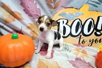 Gladiator, a male Rat Terrier for sale in Miami, FL – 7 of 8