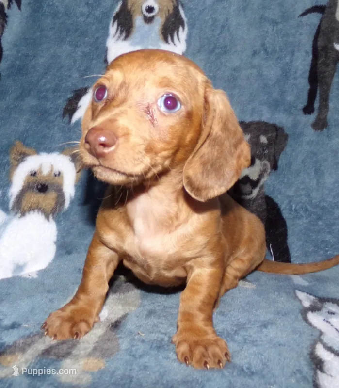 Señorita  – Miniature Dachshund puppy for sale in Miami, FL