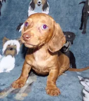 Señorita , a female Miniature Dachshund for sale in Miami, FL – 4 of 10
