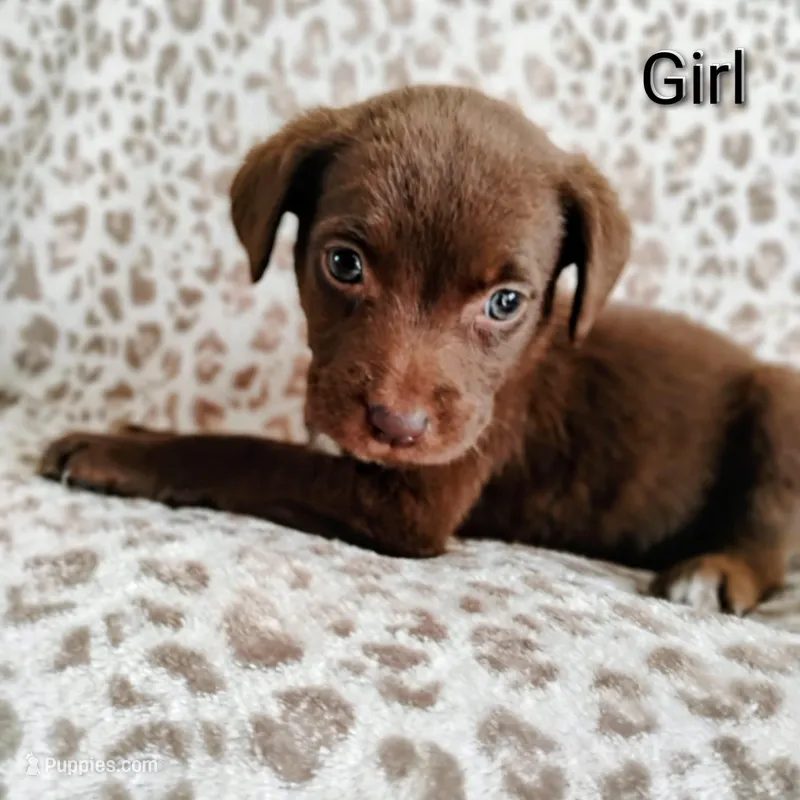 Emmy – Labrador Retriever, Miniature Goldendoodle puppy for sale in Miami, FL
