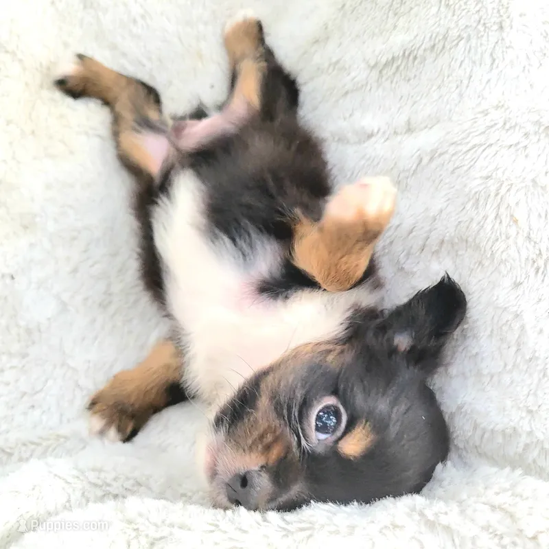 Long-haired Bullseye  – Chihuahua puppy for sale in Miami, FL