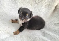 Long-haired Bullseye , a male Chihuahua for sale in Miami, FL – 5 of 8