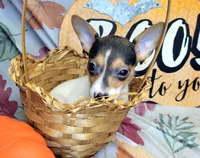 Gladys, a female Rat Terrier for sale in Miami, FL – 7 of 7