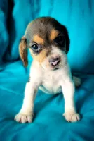 Flower, a female Beagle for sale in Miami, FL – 3 of 3