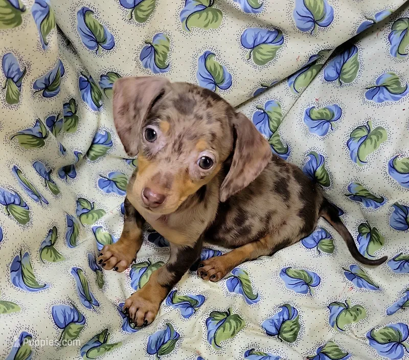 Wabbles – Miniature Dachshund puppy for sale in Miami, FL