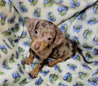 Wabbles, a female Miniature Dachshund for sale in Miami, FL – 1 of 10