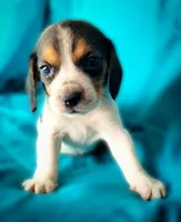 Thor, a male Beagle for sale in Miami, FL – 2 of 10