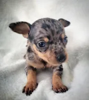 Lizzy, a female Chiweenie for sale in Miami, FL – 3 of 5