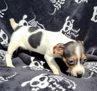 M&m, a male Rat Terrier for sale in Miami, FL – Photo 5 of 5