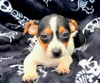 M&m, a male Rat Terrier for sale in Miami, FL – Photo 1 of 5